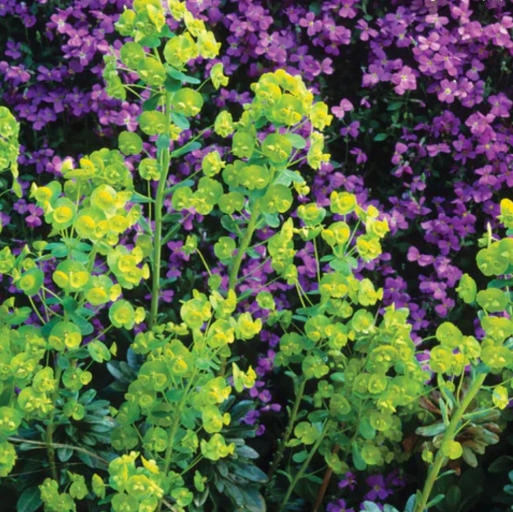 EUPHORBIA  4 plants for $15